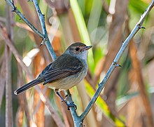 Euscarthmus meloryphus -Piraju, Sao Paulo, Brazil-8.jpg