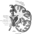 Фронтальный разрез головного мозга через третий желудочек