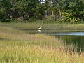 Egret