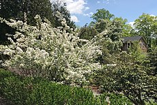 Flowering trees