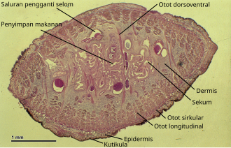 Cross-section of a leech showing its anatomy