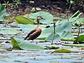 In a Lotus pond in Kolkata, West Bengal, India.