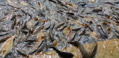 Mansar lake fishes