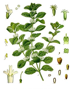 Paprastoji šantra (Clinopodium vulgare)