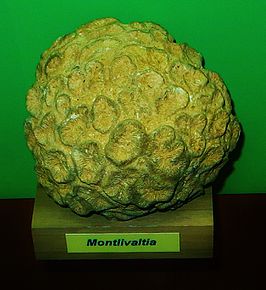 Montlivaltia