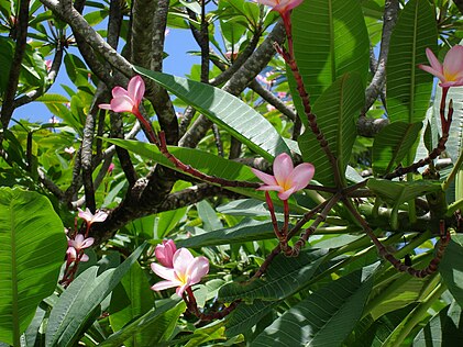 Frangipani