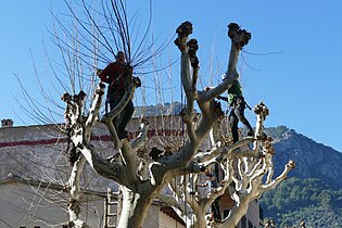 Beschnitt der Platanen im mallorquinischen Sóller