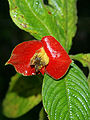 Inflorescence de Palicourea tomentosa près de Las HorquetasLas Horquetas (Costa Rica)