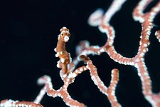 Raja Ampat Santa Claus Pygmy Seahorse Photograph: ayub mooduto