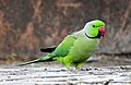 Rose-ringed parakeet