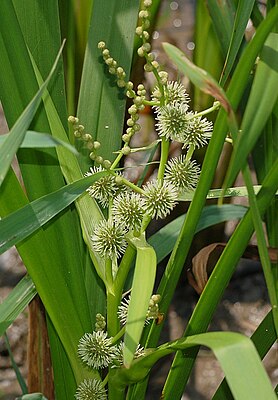 Skeeger (Sparganium erectum)