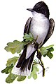 Eastern kingbird, from The Second Book of Birds (1901)