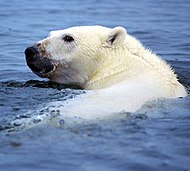 Главата на бяла мечка с черна муцуна и очи, подаваща се от водата