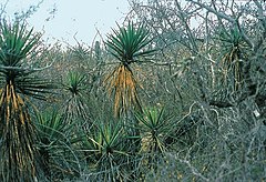 Yucca capensis