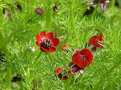 Adonis d'automne.