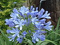 アガパンサス（ムラサキクンシラン) Agapanthus africanus