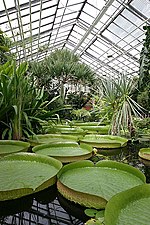 Broeikas in de Botanische Tuin van Jena