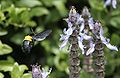 Carpenter bee in flight