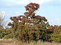 Combretum erythrophyllum.