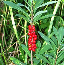 Peperboompje met vruchten (Daphne mezereum)