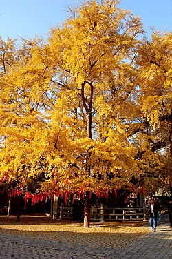 定林寺の大イチョウ