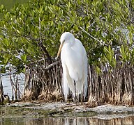 Grande Aigrette (Ardea alba)