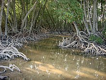 Mangrove des iles moucha.JPG