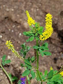 Melilotus April 2010-1.jpg