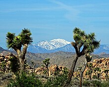 Mt. San Gorgonio from Joshua Tree NP 3-18-17 (33377445052).jpg