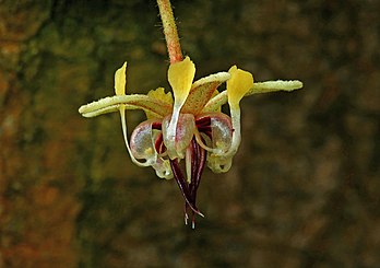 Fleur de cacaoyer (Theobroma cacao). (définition réelle 3 824 × 2 696)