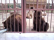 Beren in de Dierentuin van Stary Oskol