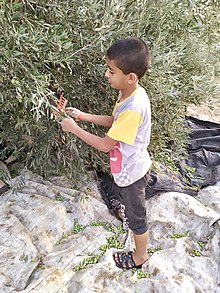 قطف ثمار أشجار الزيتون، فلسطين