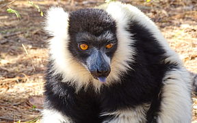 Black-and-white ruffed lemur at Lemurs' Park