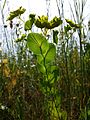 Stark gefährdet ist auch das kalkliebende Durchwachs-Hasenohr (Bupleurum rotundifolium).[3]