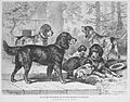 Die Gartenlaube (1877) b 345.jpg Die Leo’schen Vorstehhunde um städtischen Tiergarten zu Karlsruhe. Originalzeichnung von Fr. Specht