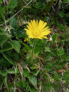 Doronicum glaciale subsp. calcareum