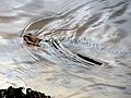 Intellagama lesueurii lesueurii swimming, Shoalhaven River, New South Wales