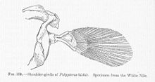 Schultergürtel und Brustflossenskelett von Polypterus bichir