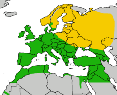 F. t. tinnunculus-н баруун зүгийн амьдрах бүс (мөн Сибирт таарна ) Шар = зөвхөн үрждэг, ногоон= бүтэн жил