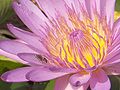 A bee pollinating a water lily.