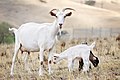 Image 33Goat family with one-week-old kid (from Livestock)