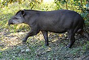 Lêeglandtapir (Tapirus terrestris)