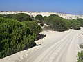 砂地で生育するイタリアカサマツPinus pinea