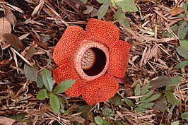 Rafflesia