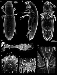 Scydosella musawasensis, the smallest known beetle: scale bar (right) is 50 μm.