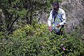 Cueillette de roses de Damas pour la fabrication d'eau de rose, Iran, 2014.