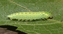 Caterpillar.