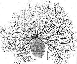 Oodinium, a genus of parasitic dinoflagellates, causes velvet disease in fish[213]