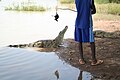 In Burkina Faso worden nijlkrokodillen als heilig beschouwd en er worden offers gebracht.