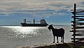 A feeder ship in Diamond Harbour, West Bengal. International trade accounted for 14% of India's GDP in 1988, 24% in 1998, and 53% in 2008.